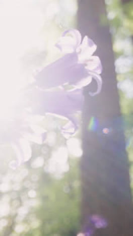 Vertical-Video-Sun-Through-Trees-Leaves-Branches-UK-Woodland-Countryside